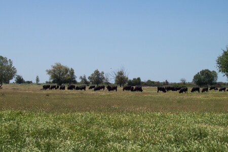 2006 : Camargues, camargue2006 026-1