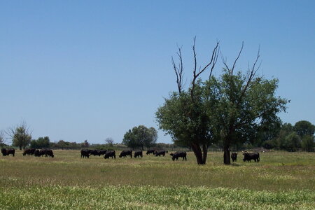 2006 : Camargues, camargue2006 027-1