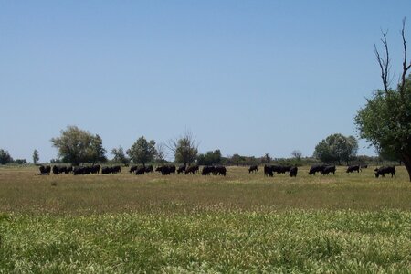 2006 : Camargues, camargue2006 028