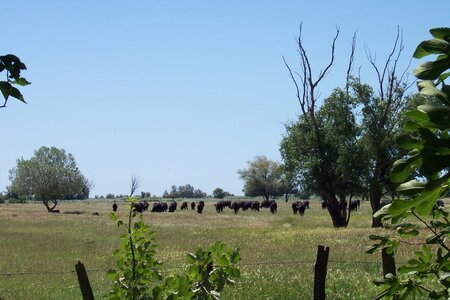 2006 : Camargues, camargue2006 029