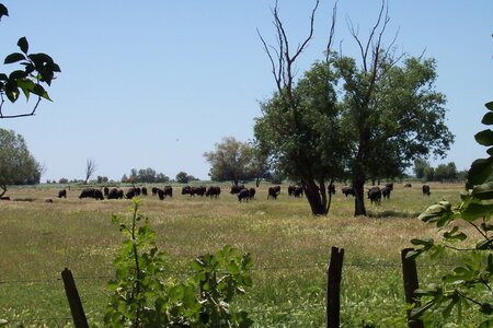 2006 : Camargues, camargue2006 030
