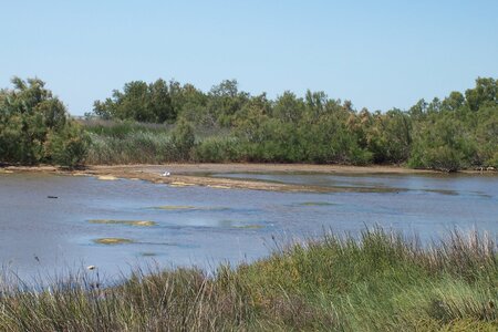 2006 : Camargues, camargue2006 031