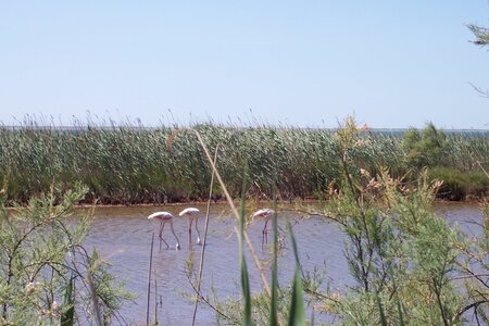2006 : Camargues, camargue2006 032