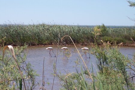2006 : Camargues, camargue2006 033
