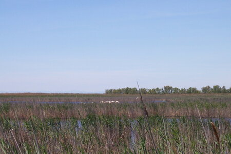 2006 : Camargues, camargue2006 034-1