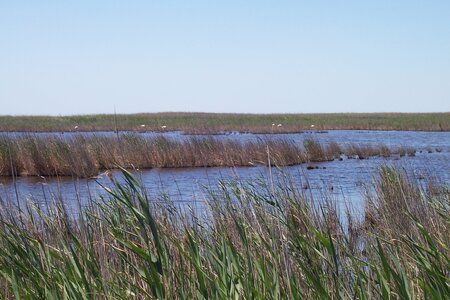 2006 : Camargues, camargue2006 035