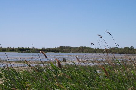 2006 : Camargues, camargue2006 036