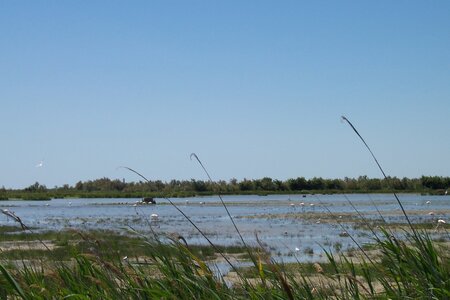 2006 : Camargues, camargue2006 037