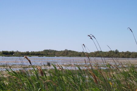 2006 : Camargues, camargue2006 038