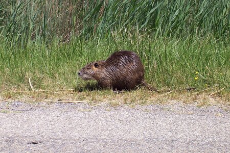 2006 : Camargues, camargue2006 039