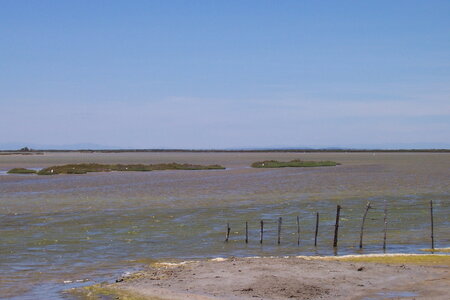 2006 : Camargues, camargue2006 041-1