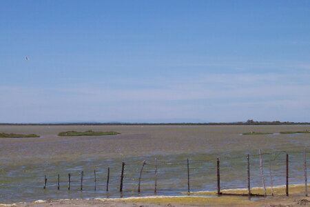 2006 : Camargues, camargue2006 042-1