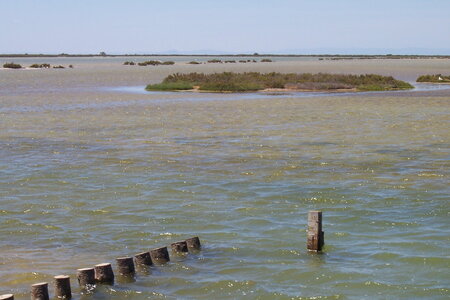 2006 : Camargues, camargue2006 043-1
