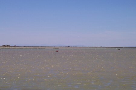 2006 : Camargues, camargue2006 046
