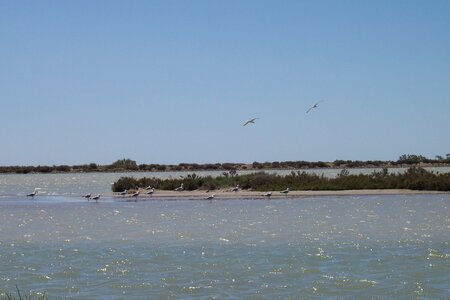 2006 : Camargues, camargue2006 048