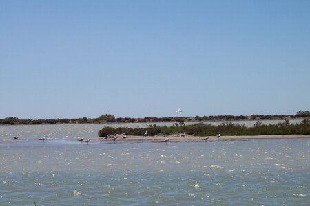 2006 : Camargues, camargue2006 049