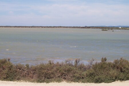 2006 : Camargues, camargue2006 053