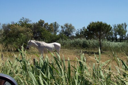 2006 : Camargues, camargue2006 059