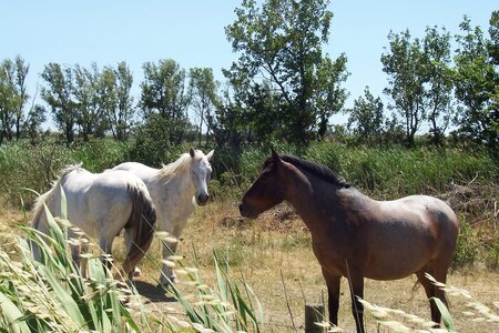 2006 : Camargues, camargue2006 060