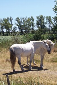 2006 : Camargues, camargue2006 061