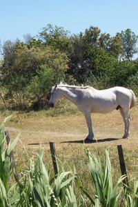 2006 : Camargues, camargue2006 063