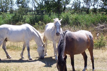 2006 : Camargues, camargue2006 065