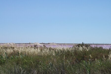 2006 : Camargues, camargue2006 067