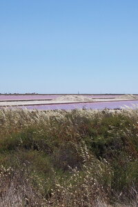 2006 : Camargues, camargue2006 068