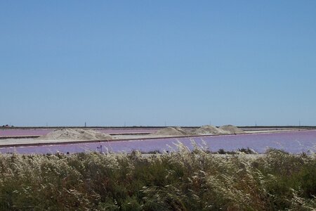2006 : Camargues, camargue2006 069