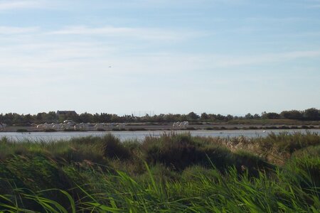2006 : Camargues, camargue2006 075