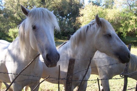 2006 : Camargues, camargue2006 087
