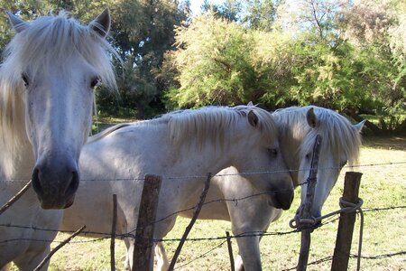 2006 : Camargues, camargue2006 088