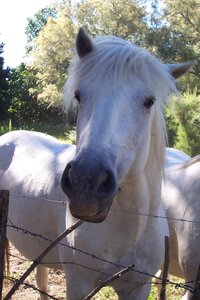 2006 : Camargues, camargue2006 089