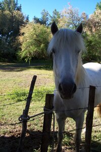 2006 : Camargues, camargue2006 091