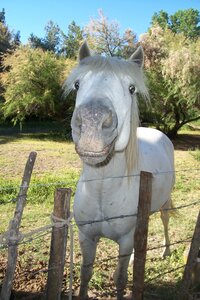 2006 : Camargues, camargue2006 092