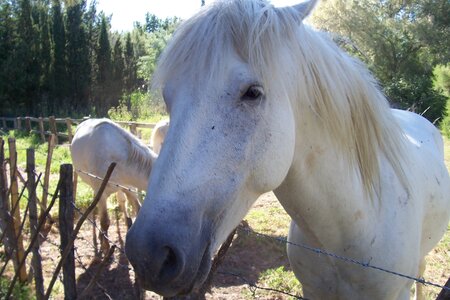 2006 : Camargues, camargue2006 093