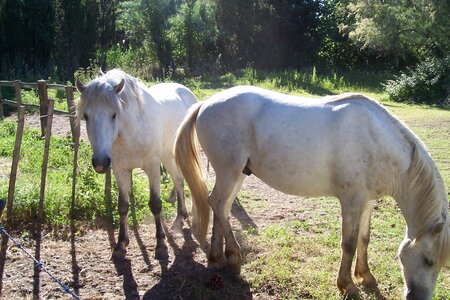 2006 : Camargues, camargue2006 094