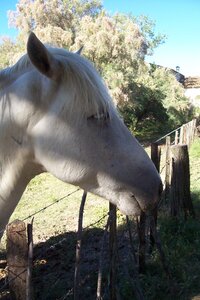 2006 : Camargues, camargue2006 095