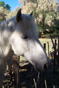 2006 : Camargues, camargue2006 096