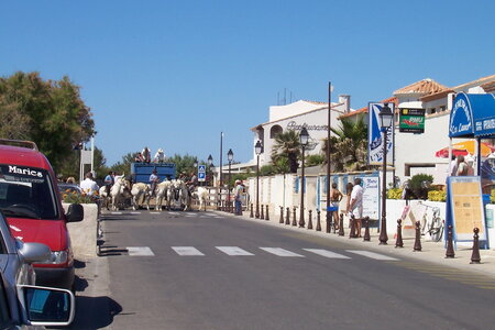 2006 : Camargues, camargue2006 098