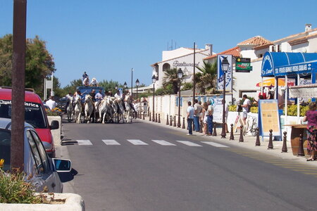 2006 : Camargues, camargue2006 103