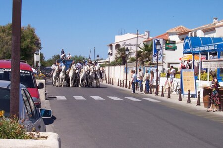 2006 : Camargues, camargue2006 104