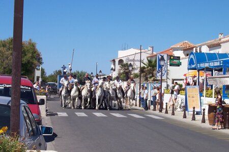 2006 : Camargues, camargue2006 105