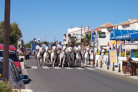 2006 : Camargues, camargue2006 106