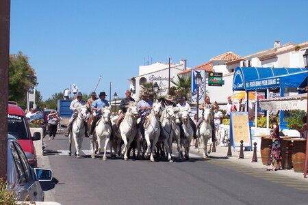 2006 : Camargues, camargue2006 107
