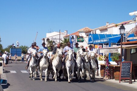 2006 : Camargues, camargue2006 108