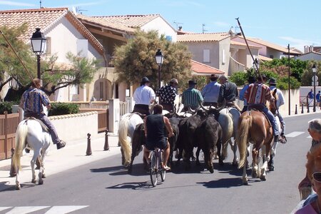 2006 : Camargues, camargue2006 111