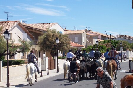2006 : Camargues, camargue2006 112