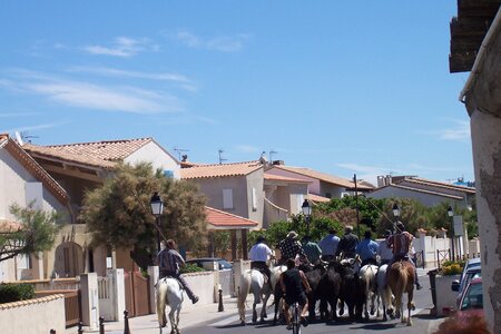 2006 : Camargues, camargue2006 113