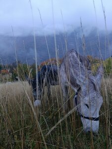 Chantier TàP Pison octobre 2025, IMG_20251022_182716